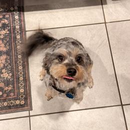 Minnie - Aussiedoodle