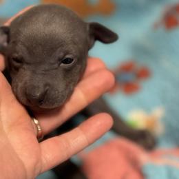 Napoleon - Blue male Italian Greyhound puppy in Wilkes Barre, Pennsylvania from Laraz Pupz