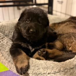 Aiko - Bi-color male German Shepherd puppy in Pittsburg, New Hampshire from Vom Grenze Stadt German Shepherd Dogs