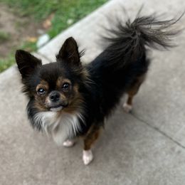 Beau - Chihuahua