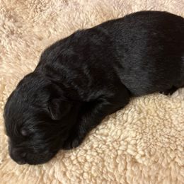 Leo - Black male German Shepherd puppy in Walla Walla, Washington from Silver Knight Shepherds