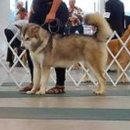 Alaskan Malamutes from SouthernStar Kennels