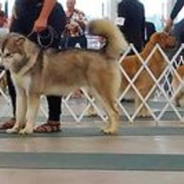 Alaskan Malamutes from SouthernStar Kennels