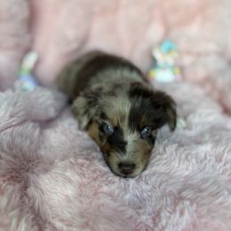 Isaiah (Maroon) - Red merle Australian Shepherd puppy in Sun City Center, Florida from Loyal Liberty Aussies