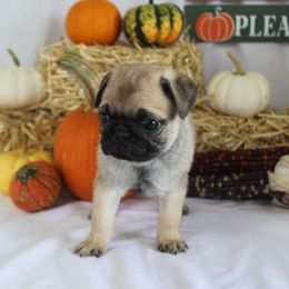 Quan - Fawn male Pug puppy in Tuscola, Illinois from Dream on puppies