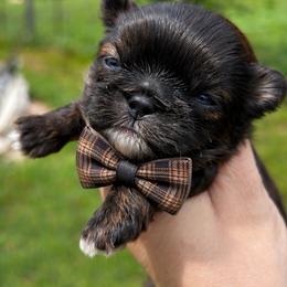 Harmon - Brindle male Shih Tzu puppy in Kempner, Texas from Shih Tzu Reign
