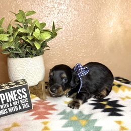 Red collar - Black and tan male Dachshund puppy in Winter Haven, Florida from Davidson's Dachshunds