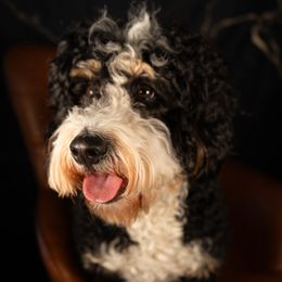 Dotty - Bernedoodle