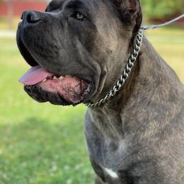 DK Clea - Cane Corso