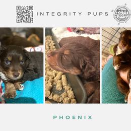 Australian Shepherd and Miniature Australian Shepherd Puppies from Integrity Aussies Tx