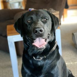 Buster - Labrador Retriever