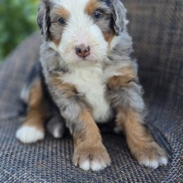 Bernedoodle and Double Doodle Puppies from Cloud Nine Doodles