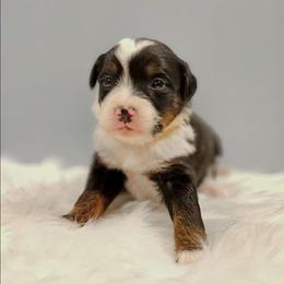 Sven - Tri-color male Bernedoodle puppy in Russell Springs, Kentucky from 270 Doodles