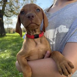 Red Collar Male - Golden rust male Vizsla puppy in Madrid, Iowa from Big Creek Vizslas