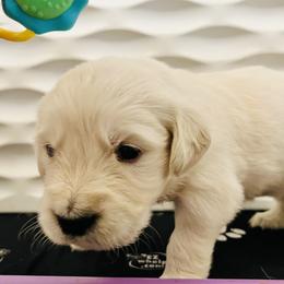 Yellow collar - Light golden female Golden Retriever puppy in Ingleside, Texas from Sweetbay Goldens