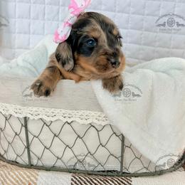 Miss. Purple-4200 - Dapple female Dachshund puppy in Sparr, Florida from From the Heart Doxies