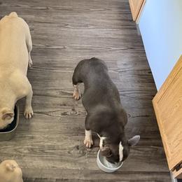 French Bulldogs from Frankie's Frenchie's