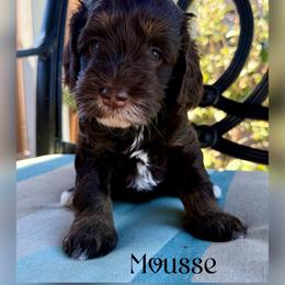 Mousse - Chocolate male Australian Labradoodle puppy in Sacramento, California from Delta Breeze Labradoodles