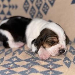 Basset Hound Puppies from Boulder Oak Bassets