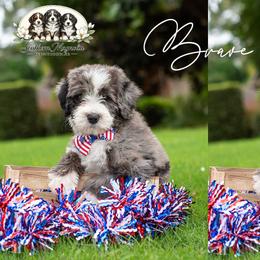 Brave - Merle male Bernedoodle puppy in Spartanburg, South Carolina from Southern Magnolia Bernedoodles