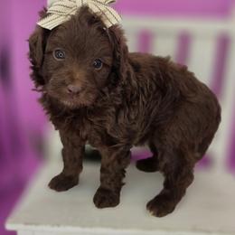 April - Chocolate female Goldendoodle puppy in Decatur, Tennessee from Diamond's Doodles
