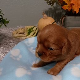 Ruby Girl Number 4 - Ruby female Cavalier King Charles Spaniel puppy in Paterson, Washington from Royal Garden Cavaliers