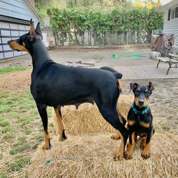 Doberman Pinscher Puppies from Spellbound Doberman Pinschers