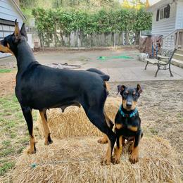 Doberman Pinscher Puppies from Spellbound Doberman Pinschers
