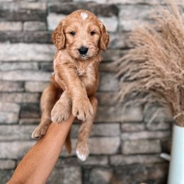 Puppy Pick #3 - Goldendoodle puppy in Corona, California from West Coast Goldendoodles