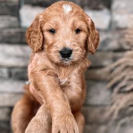 Puppy Pick #3 - Goldendoodle puppy in Corona, California from West Coast Goldendoodles