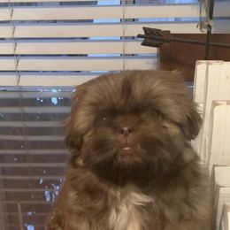 Shih Tzu Puppies from Socal Mother Of Shih Tzus