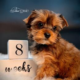 Girl 2 maroon - Tan female Yorkshire Terrier puppy in Machesney Park, Illinois from Three Yorkie Family