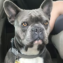 Rocket - French Bulldog