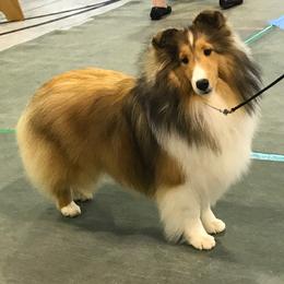Hope - Toy Shetland Sheepdog