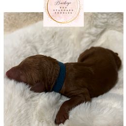 Dark Blue - Male - Red  male Poodle puppy in Lima, Ohio from Buckeye Red Standard Poodles