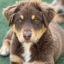 Toby - Red tri-color Australian Shepherd puppy in Ramona, California from Blue Moon Aussies