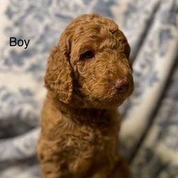 Goldendoodles from Shanda Rascoe's Bernedoodle and Goldendoodle Puppies