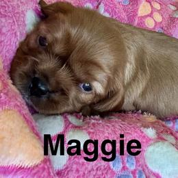 Cavalier King Charles Spaniel Puppies from brittany Parkman