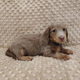 Puppy 1 - Fawn (isabella) and tan male Dachshund puppy in Krum, Texas from Dots N Spots Dachshunds