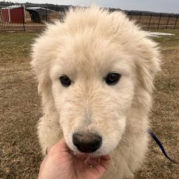 Happy - White male Maremma Sheepdog puppy in New Auburn, Wisconsin from Cordell Corgis