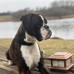 Alita  - Boxer