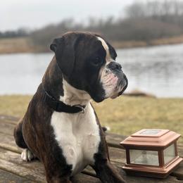 Alita  - Boxer