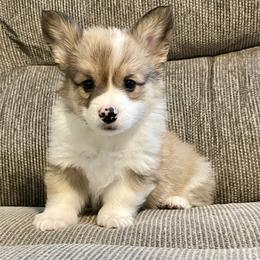 Fluffy boy 1 - Sable male Pembroke Welsh Corgi puppy in Rochester, Indiana from Stacy’s Pembroke Welsh Corgis