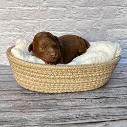 Mochi - Red  female Poodle puppy in Riverside, California from Red Toy Poodle World