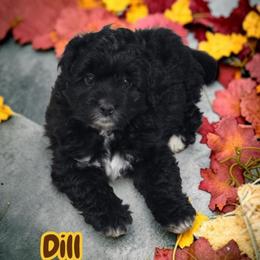 Dill - Black and white male Aussiedoodle puppy in Lebanon, Oregon from Abbott Family Farm