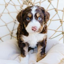 Toast - Red tri-color male Aussiedoodle puppy in Spanish Fork, Utah from K Brand Doodles