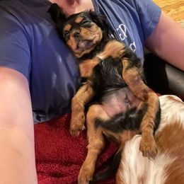Cavalier King Charles Spaniel Puppies from Colorful Cavaliers
