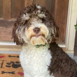 Hank - Australian Labradoodle