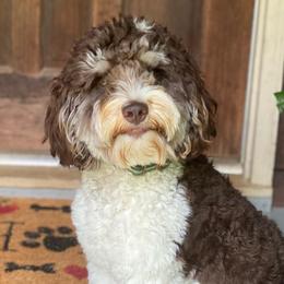 Hank - Australian Labradoodle