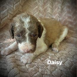 Daisy - Parti female Poodle puppy in Athens, Georgia from Alexander’s Standard Poodles